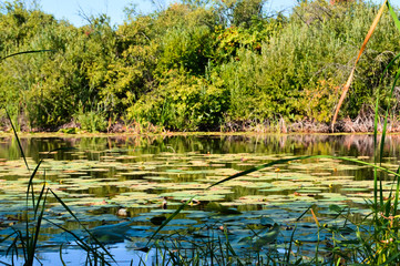 lake in forest
