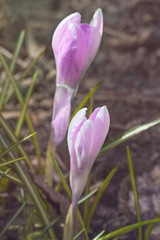 Blooming purple violet first spring crocuses flower