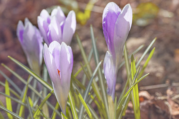 Blooming purple violet first spring crocuses flower