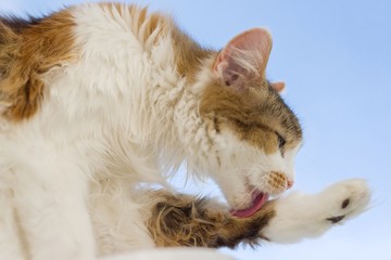 Fototapeta premium Tricolor cat tongue sticking out with foot lying on the windowsill, background blue sky.