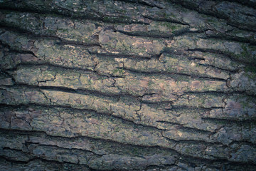 Texture of  tree from trunk. Dark background.