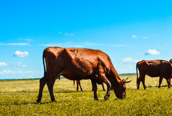 cows grazing in a meadow