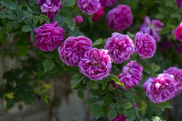 Colorful Pink Red Yellow White Rose and Flowers