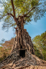 The roots of an old tree cover all but a small square entrance left from an old temple in Cambodia