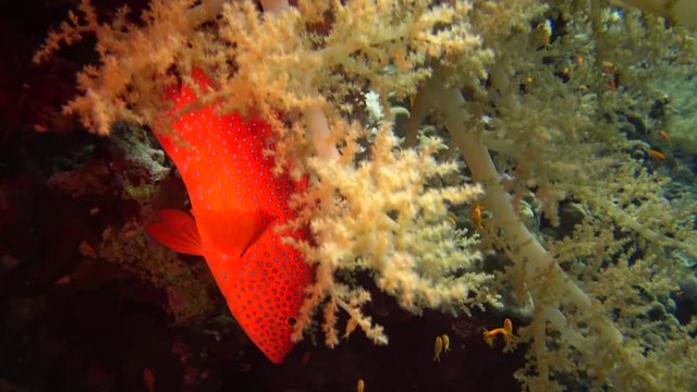 Coral grouper (Cephalopholis miniata), fish slowly swims over a coral reef. Red Sea, Egypt