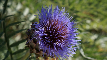 Blooming artichoke in a sunny garden