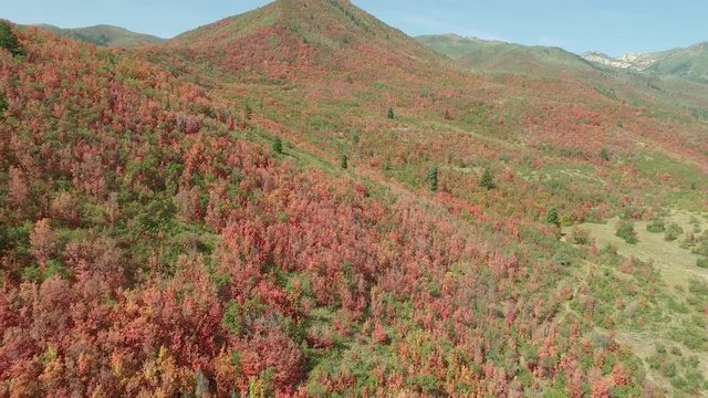 wasatch mountain range is lit up with the trees changing red because of fall. The drone flies through mountain canyon that is bright red with fall or autumn colors.