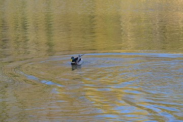 Kaczki na wodzie © Iwona