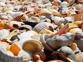 seashells close up