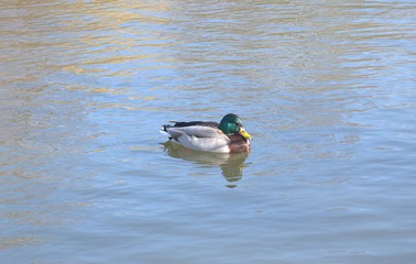 Kaczki na wodzie © Iwona