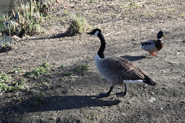 Kanadyjska gąska. © Iwona