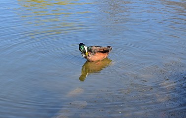 Kaczki na wodzie © Iwona