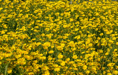 Macro shot of field flowers - Stock Image