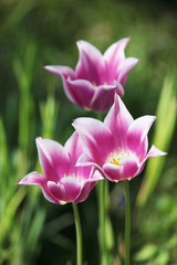 Obraz premium Tulpe