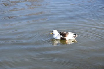 Kaczki na wodzie © Iwona