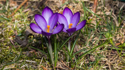 Krokus in der Wiese