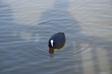 Kaczki na wodzie © Iwona