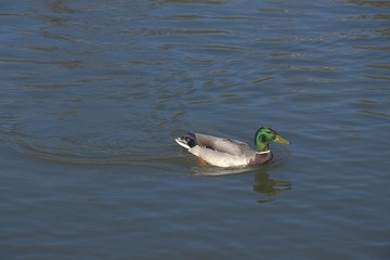 Kaczki na wodzie © Iwona