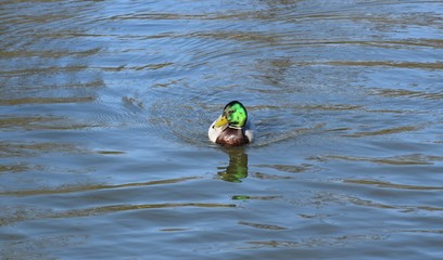 Kaczki na wodzie © Iwona