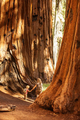Family with boy visit Sequoia national park in California, USA