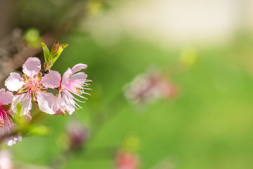 Close up of Pink Blossom Cherry Tree Branch, Sakura Flowers.