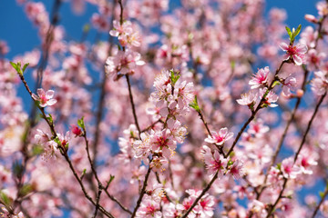 Close up of Pink Blossom Cherry Tree Branch, Sakura Flowers.