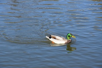 Kaczki na wodzie © Iwona