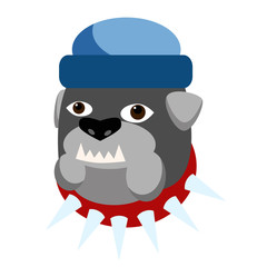 Dressed bullgod flat illustration on white