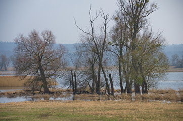 Oder bei Z&uuml;tzen (Uckermark) im zeitigen Fr&uuml;hjahr