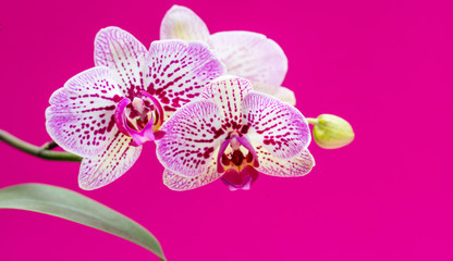 Orchids flowers purple white color closeup on bright pink