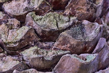 palm tree bark texture with green moss