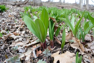 Wild leeks (Ramps) Allium tricoccum