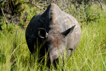 Rhino and baby rhino in Uganda