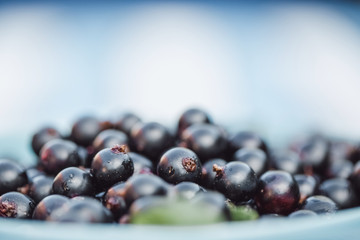 Black currant close up in a blue bowl with copy space.