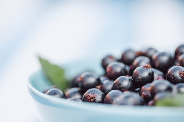 Black currant close up in a blue bowl with copy space.
