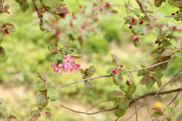 Cherry Blossom spring season