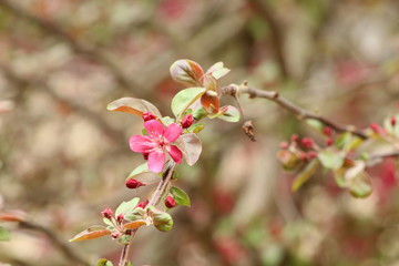 Cherry Blossom spring season