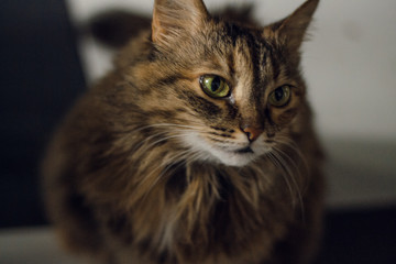 fat cat sitting on a stool. the cat spread over the surface. cat like a pancake