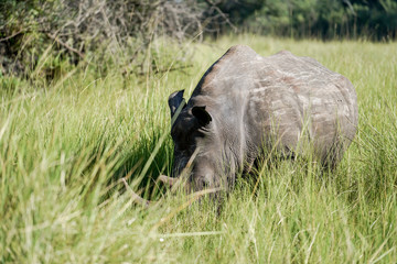 Rhino and baby rhino in Uganda