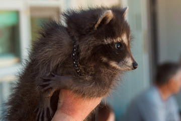 raccoon looking away. animal in the hands of man. raccoon at the zoo