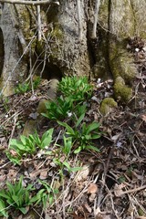 Naklejka na ściany i meble Wild leeks (Ramps) Allium tricoccum