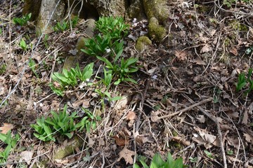 Wild leeks (Ramps) Allium tricoccum