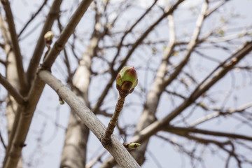 blooming in spring