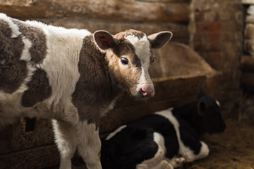 Cute calf looks into the object. A cow stands inside a ranch next to hay and other calves.