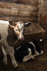 Cute calf looks into the object. A cow stands inside a ranch next to hay and other calves.