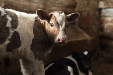 Cute calf looks into the object. A cow stands inside a ranch next to hay and other calves. © etonastenka