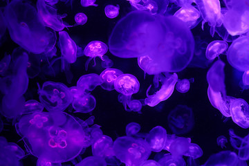Beautiful jellyfish, medusa in the neon light with the fishes. Underwater life in ocean jellyfish. exciting and cosmic sigh