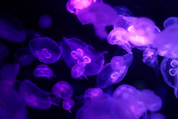 Beautiful jellyfish, medusa in the neon light with the fishes. Underwater life in ocean jellyfish. exciting and cosmic sigh