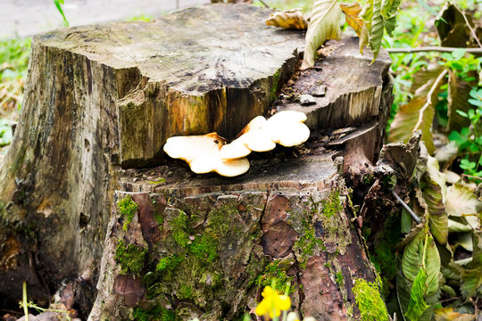 Old stump with moss and mushroom in the autumn forest. Natural background