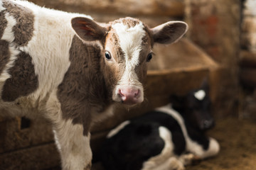 Cute calf looks into the object. A cow stands inside a ranch next to hay and other calves.